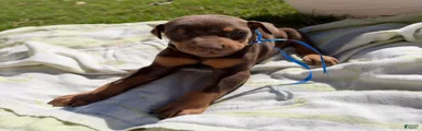 Doberman Pinscher 3