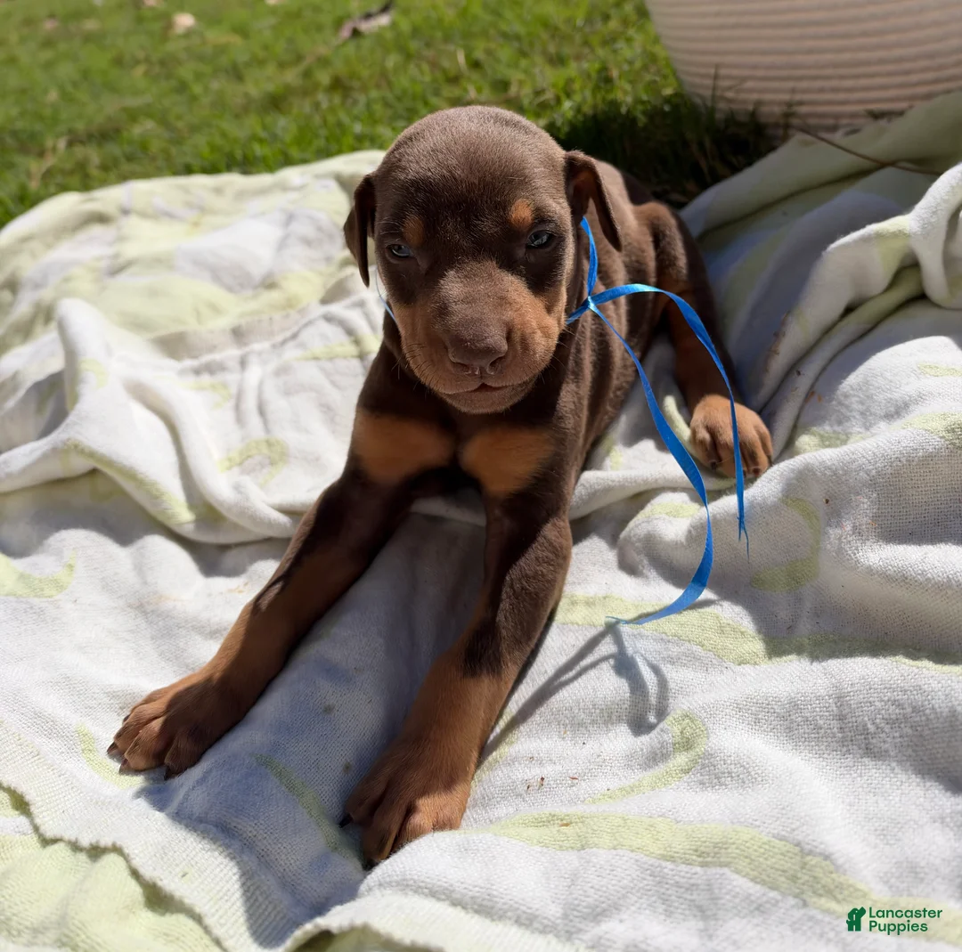 Doberman Pinscher dogs for sale: Doberman Pinscher 3 - Ad 1