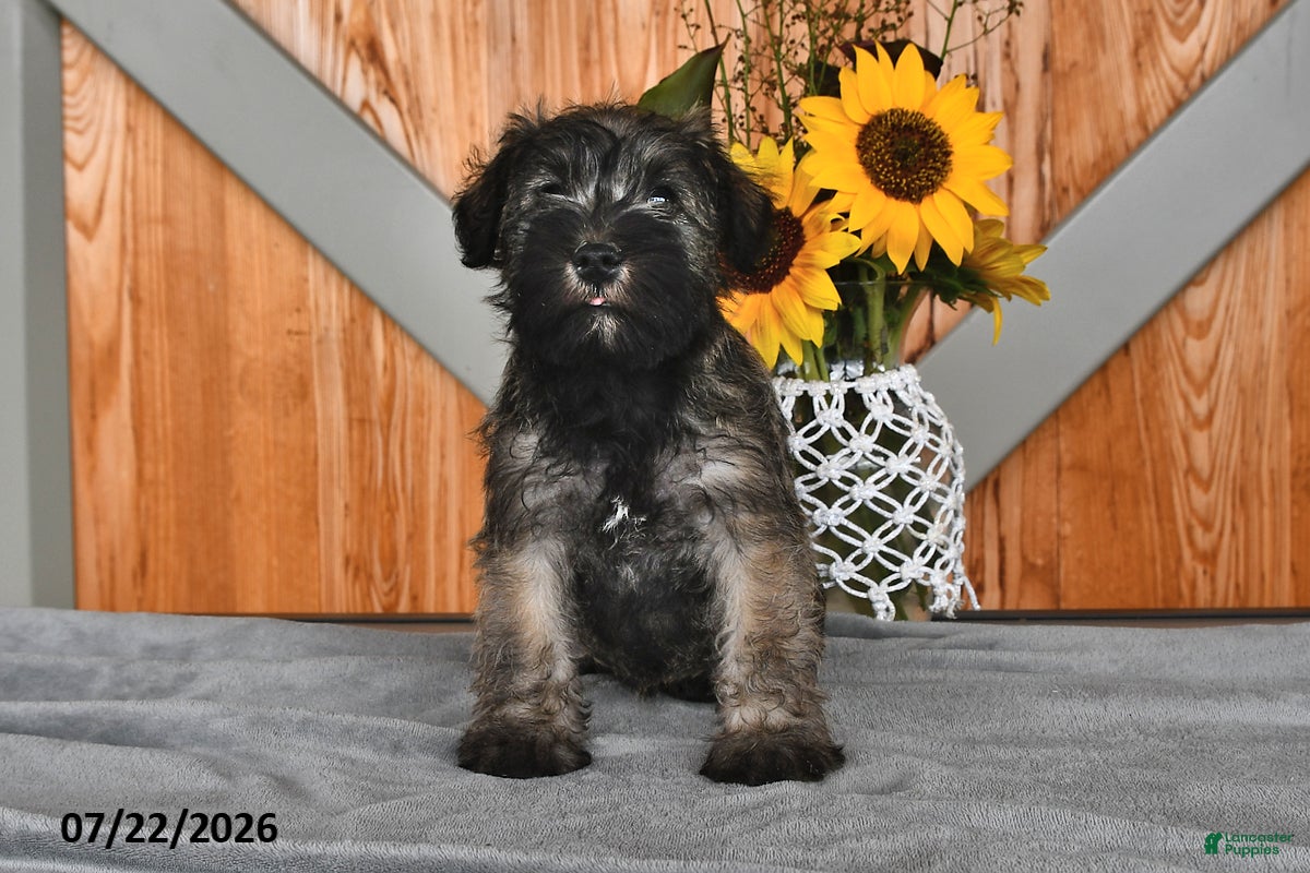 Miniature Schnauzer dogs Molly - Ad 2