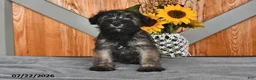 Miniature Schnauzer dogs for sale: Molly - Ad 2