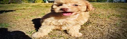 Havapoo dogs for sale: Dr. Pepper - Ad 20