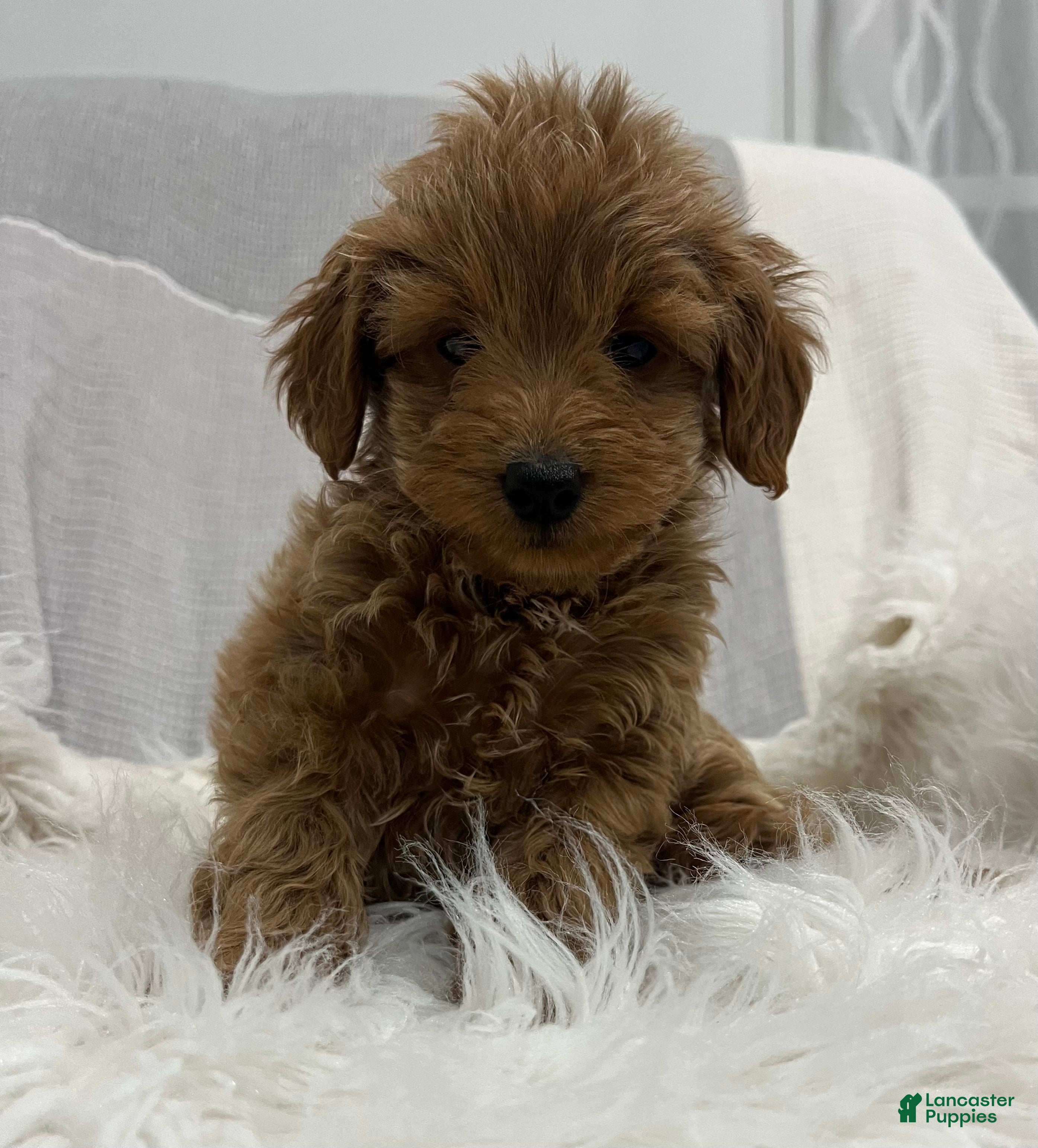 Mini Goldendoodle dogs Dixie  - Ad 40