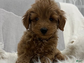 Mini Goldendoodle dogs Dixie - Ad 35