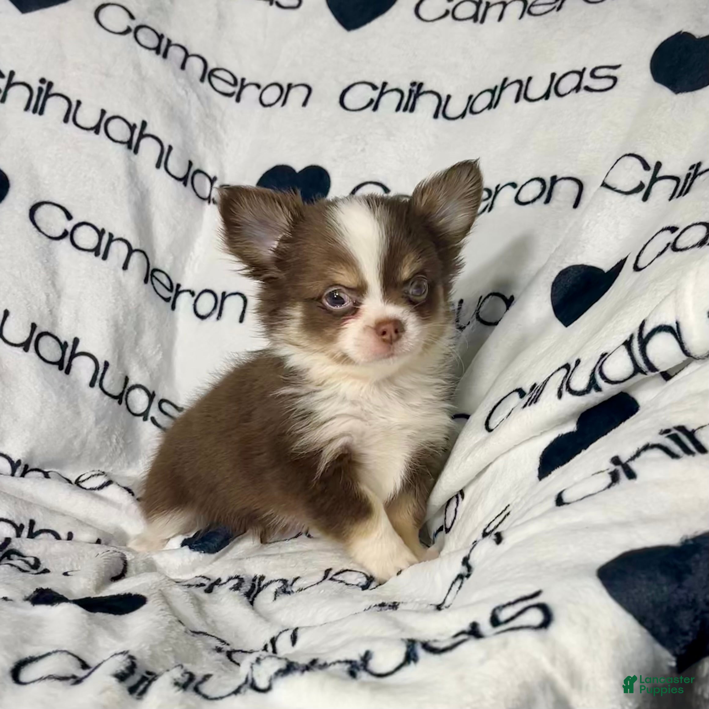 Chihuahua dogs Amelia Chocolate Tri LC - Ad 3