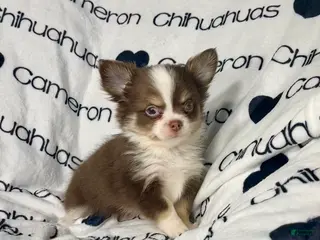 Chihuahua dogs Amelia Chocolate Tri LC - Ad 3