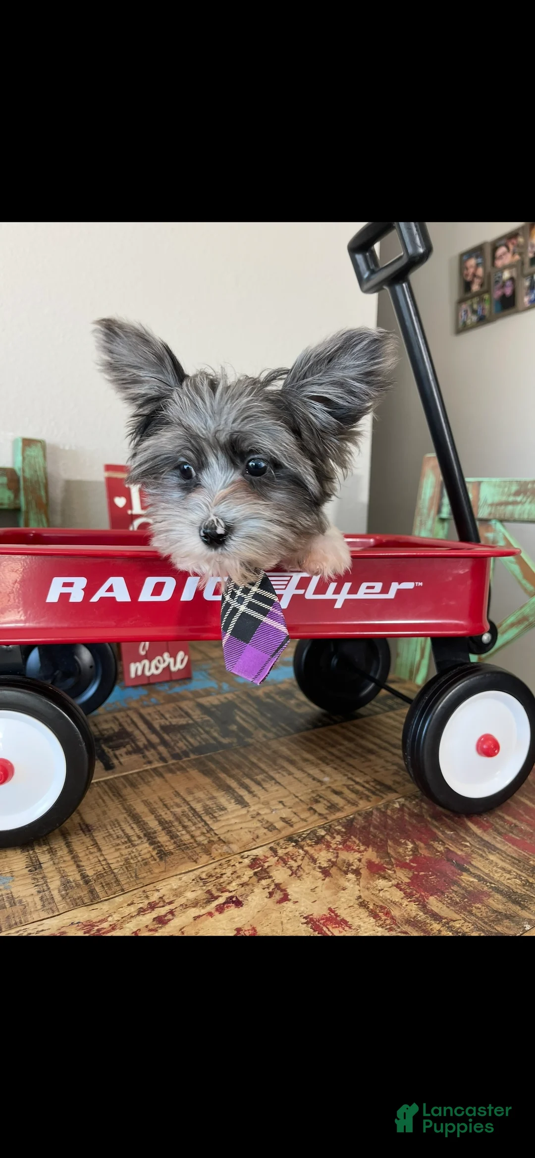 Yorkshire Terrier dogs for sale: KB Black Parti Tiny Boy Partial Blue eye - Ad 11