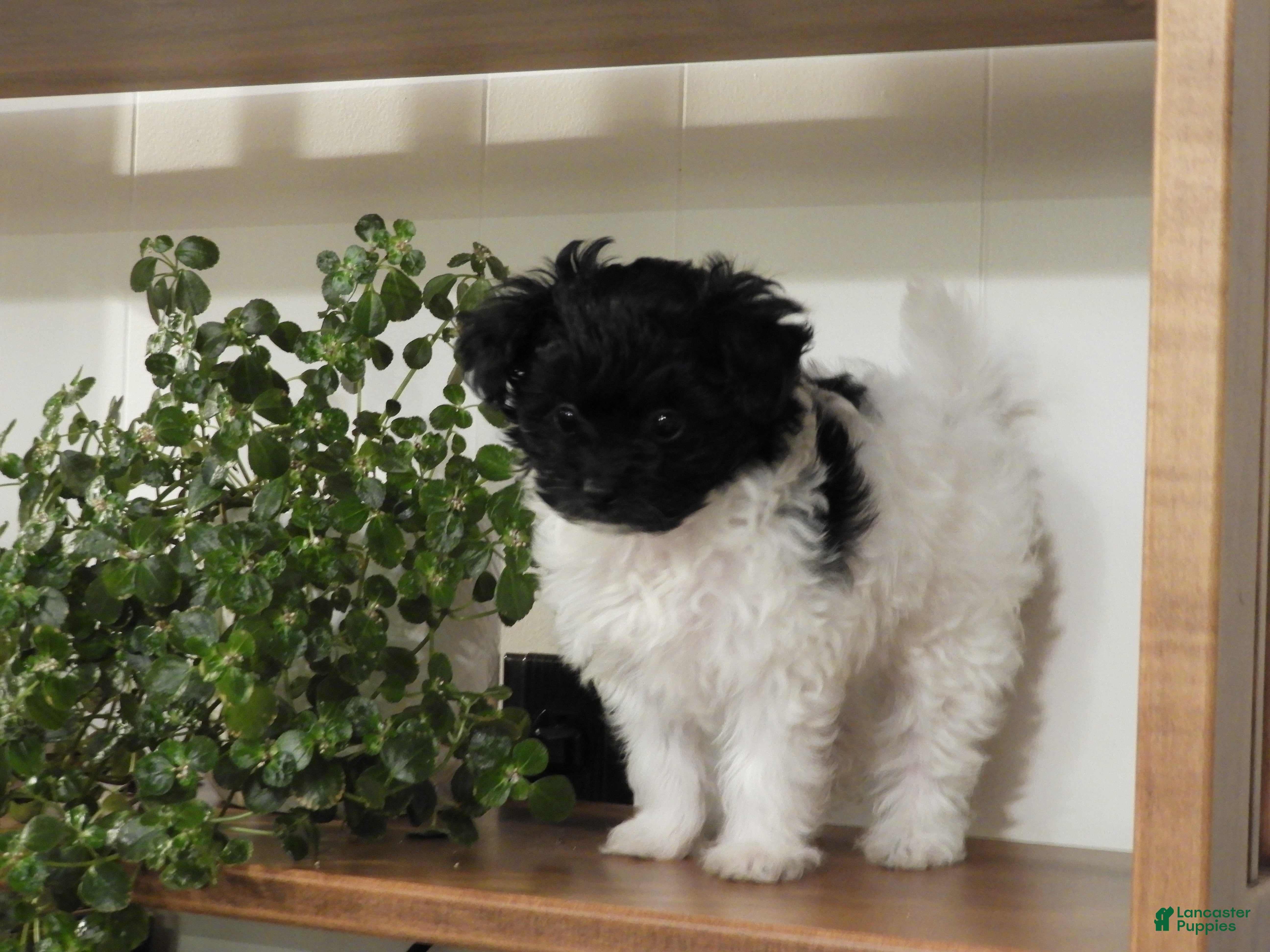 Pomapoo dogs Kinsey - Ad 7