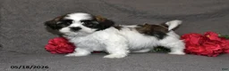 Shih Tzu dogs for sale: Jack - Ad 4