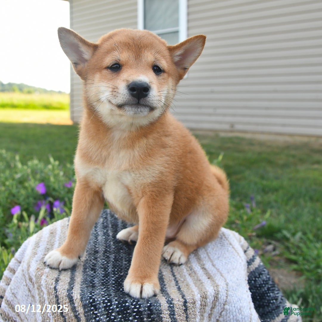 Shiba Inu dogs for sale: Shiba Inu 4 puppies - Ad 4
