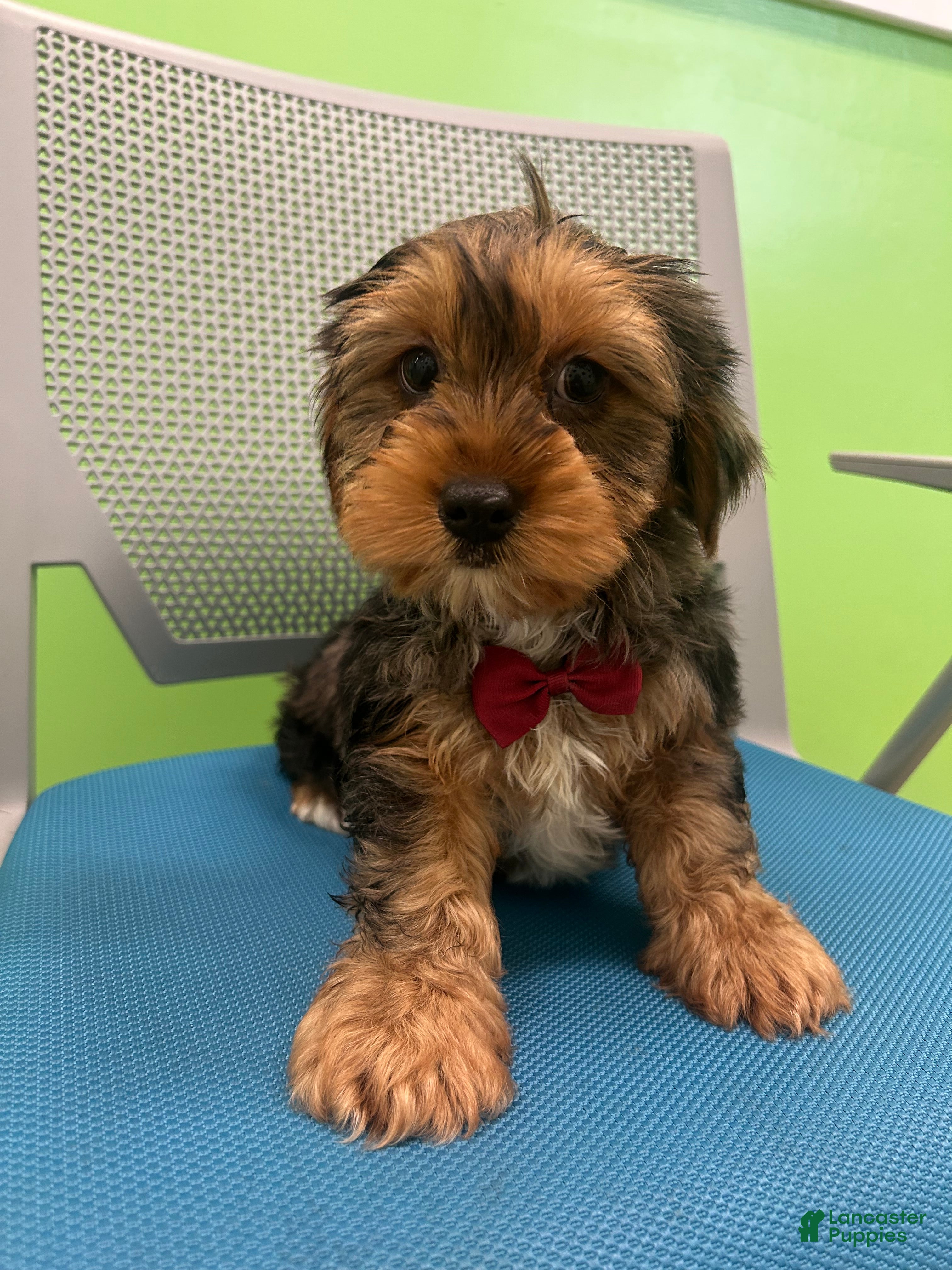 Yorkshire Terrier dogs Yorkshire Terrier Puppy 4 - Ad 5