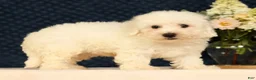 Bichon Frise dogs for sale: Indy - Ad 2
