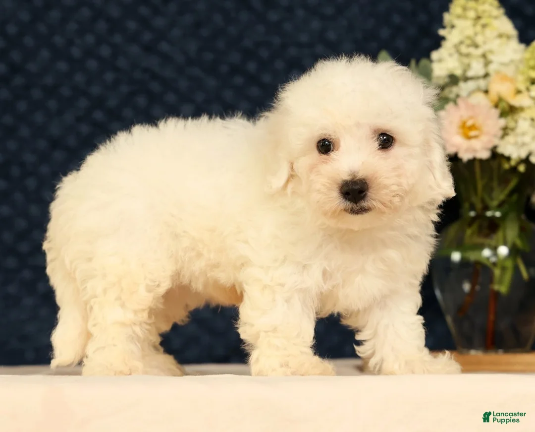 Bichon Frise dogs for sale: Indy - Ad 2