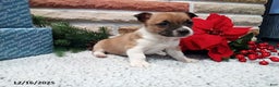 Jack Russell Terrier dogs for sale: Noel - Ad 1