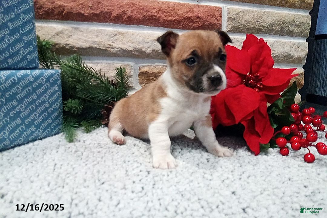 Jack Russell Terrier dogs for sale: Noel - Ad 1