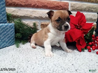 Jack Russell Terrier dogs Noel - Ad 6