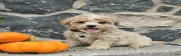 Maltipoo dogs for sale: Champ  - Ad 3