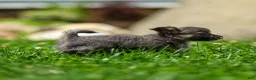 Chihuahua dogs for sale: Waylon Chihuahua Puppy  - Ad 5