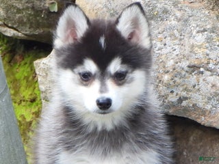 Pomsky dogs - Ad 28
