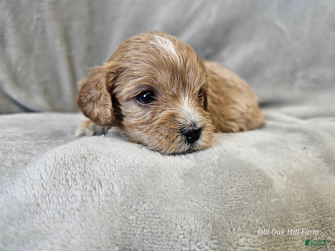 Cavapoo dogs for sale: Pesto - Ad 7