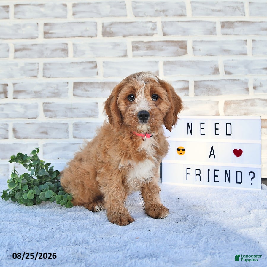 Cavapoo dogs Cali  - Ad 2