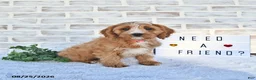 Cavapoo dogs for sale: Cali  - Ad 2