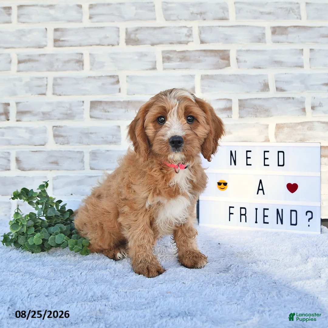 Cavapoo dogs for sale: Cali  - Ad 2