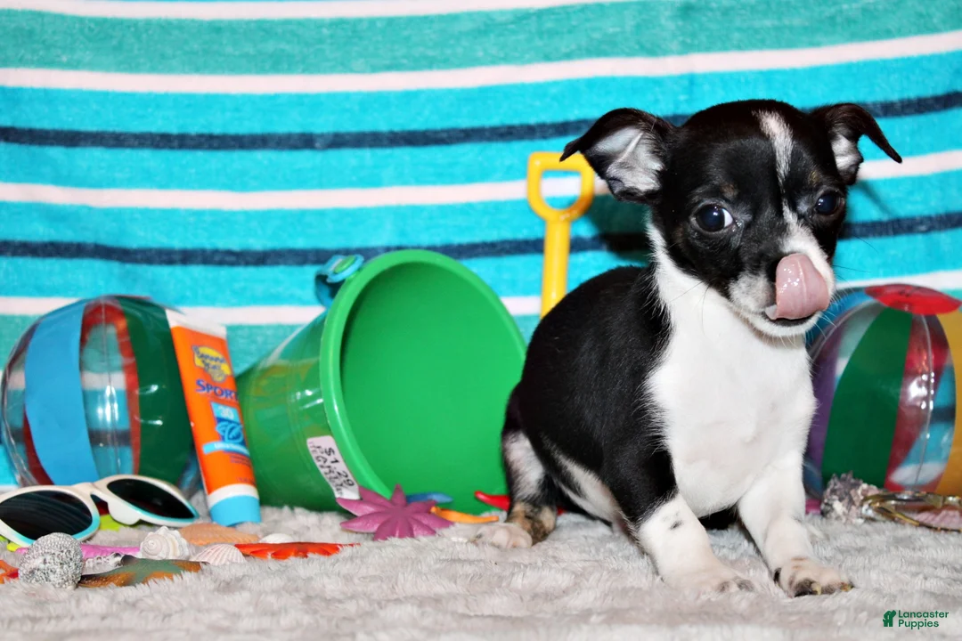 Chihuahua dogs for sale: Lucius - Ad 2