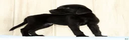 Labrador Retriever dogs for sale: Bently - Ad 6