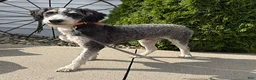 Bernedoodle dogs for sale: Ace - Ad 5