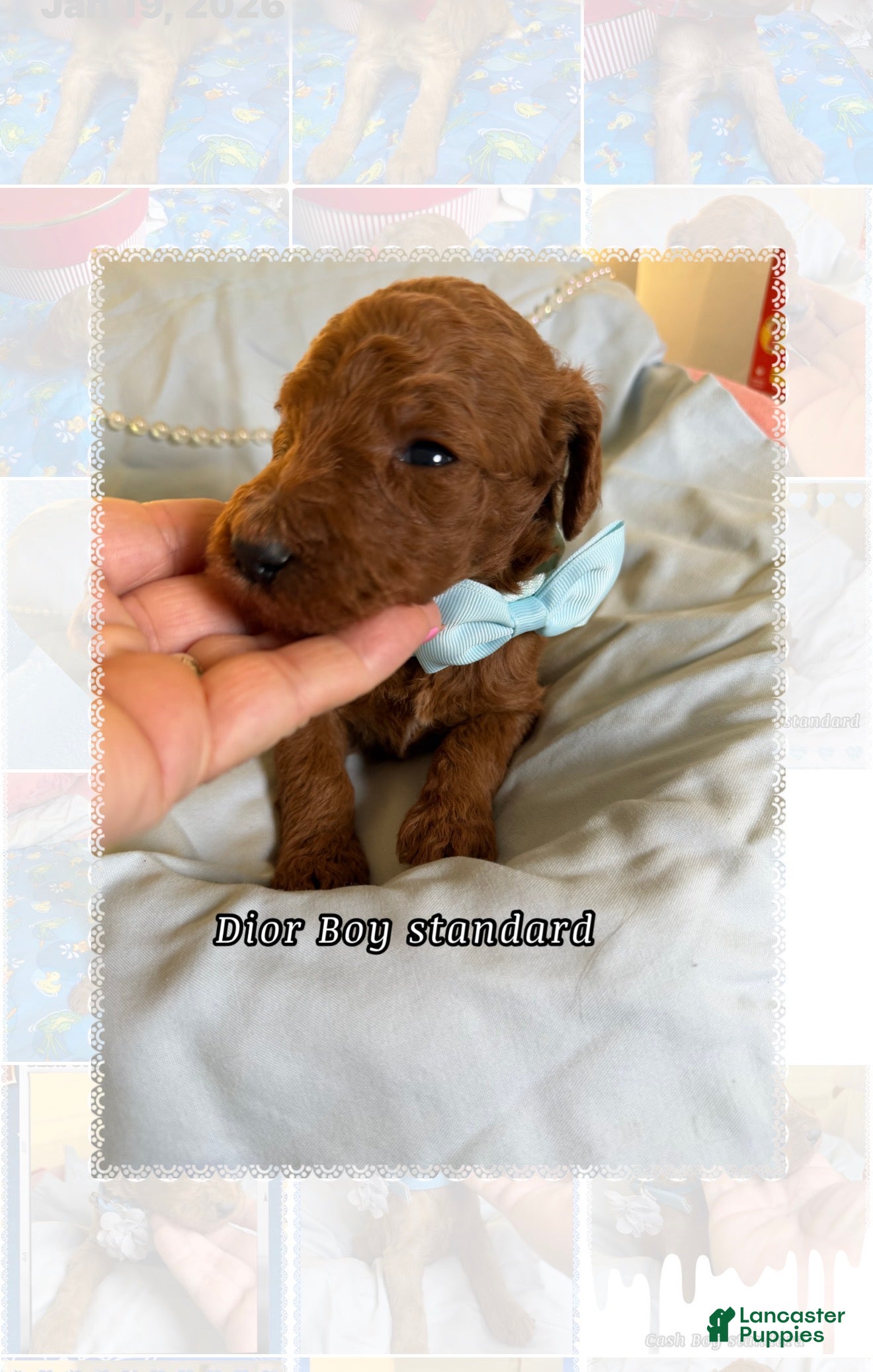 Standard Poodle dogs Dior - Ad 3