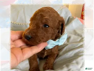 Standard Poodle dogs Dior - Ad 3