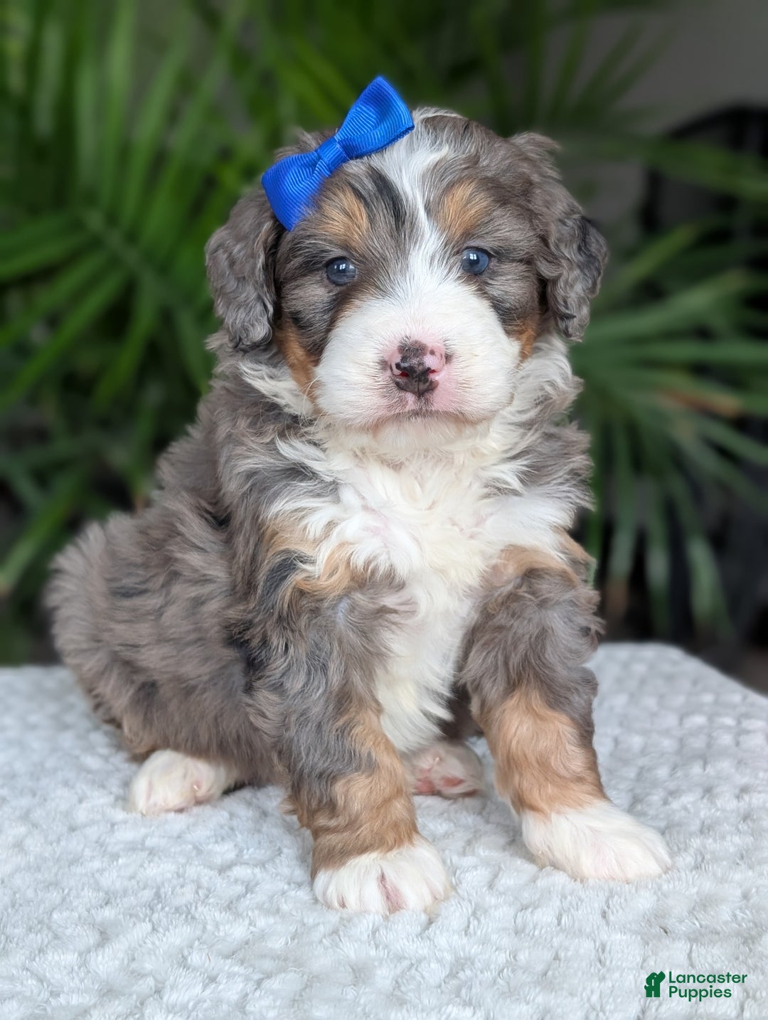 Mini Bernedoodle dogs for sale: Mini Riley  - Ad 5
