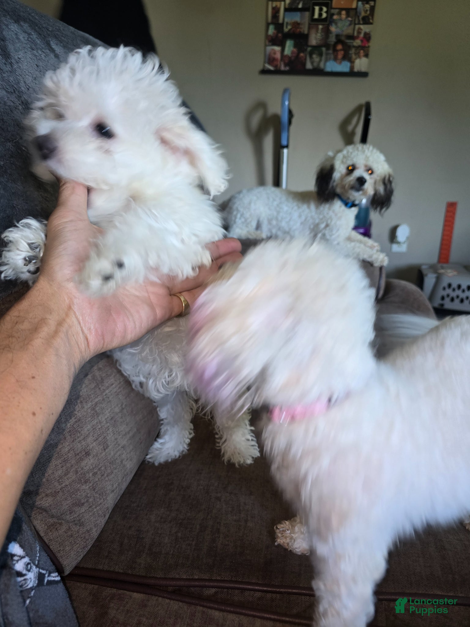 Bichon Frise dogs Bichon Frise Puppy 2 - Ad 7