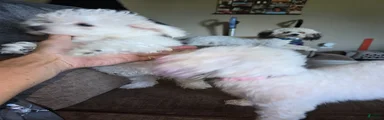 Bichon Frise Puppy 2