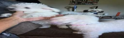Bichon Frise dogs for sale: Bichon Frise Puppy 2 - Ad 1