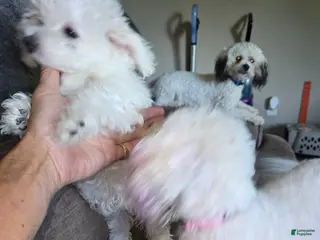 Bichon Frise dogs Bichon Frise Puppy 2 - Ad 9