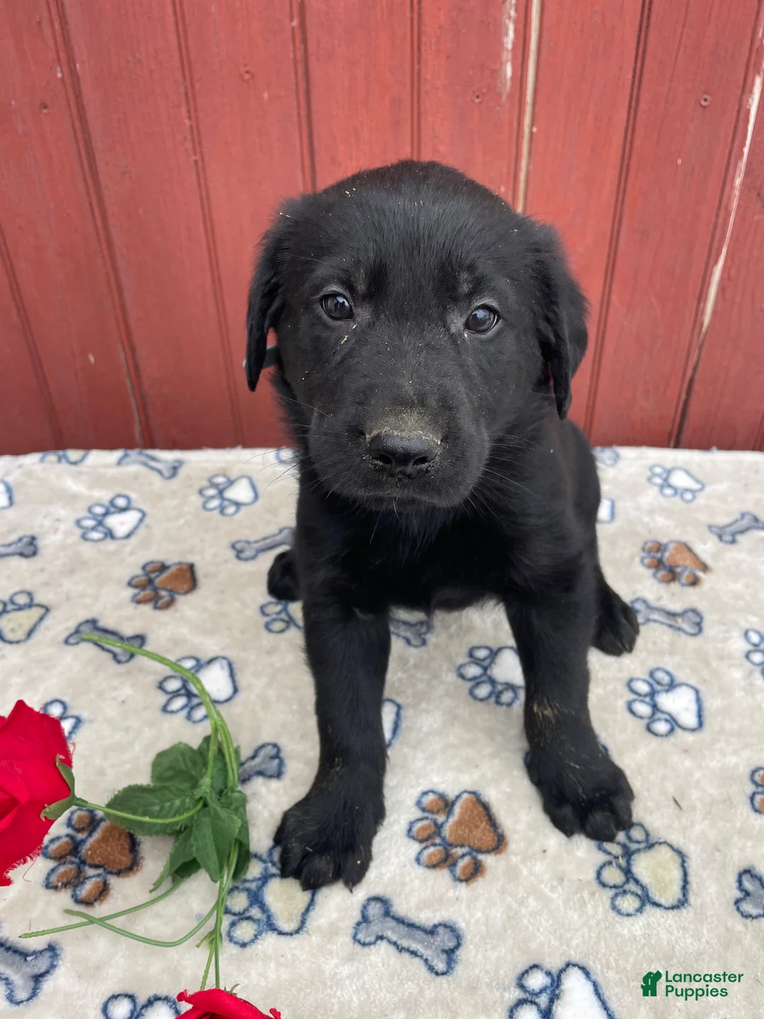 Sheprador dogs for sale: Sterling - Ad 3