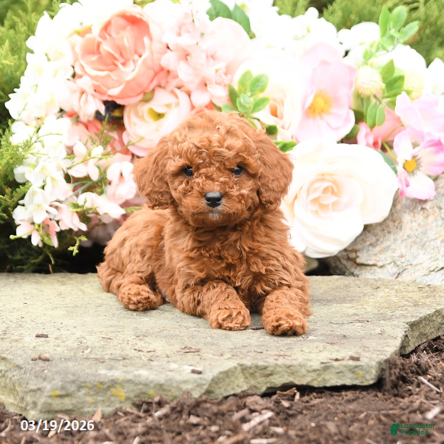 Mini Goldendoodle dogs Sawyer - Ad 2