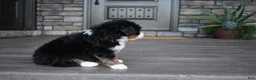 Mini Bernedoodle dogs for sale: Cody - Ad 13