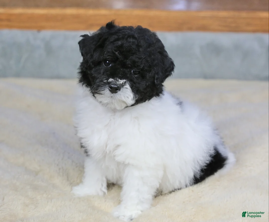 Miniature Poodle dogs for sale: Paislee - Ad 4