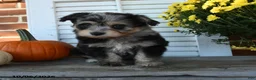 Mixed Breed dogs for sale: Misty - Ad 5