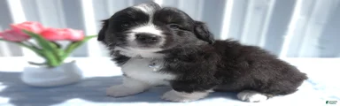 Welsh Corgi Pembroke Puppy 1 Lucas