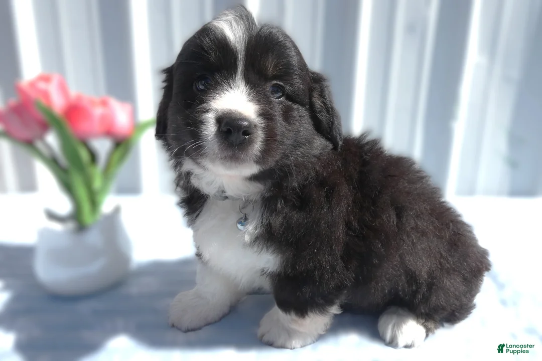 Welsh Corgi Pembroke dogs for sale: Welsh Corgi Pembroke Puppy 1 Lucas - Ad 1