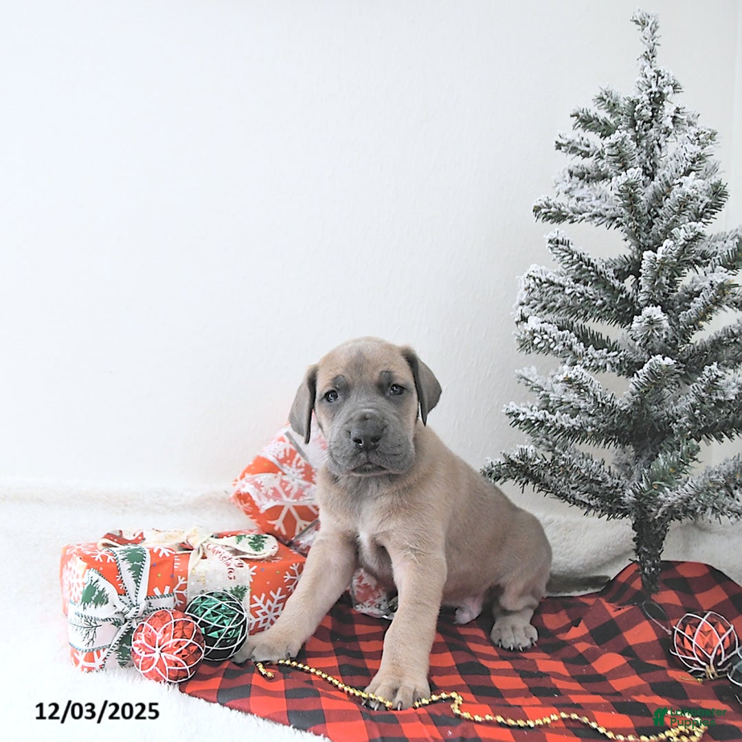 Great Dane dogs for sale: Ian - Ad 2