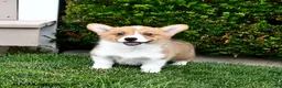 Welsh Corgi Pembroke dogs for sale: Pretzel - Ad 3