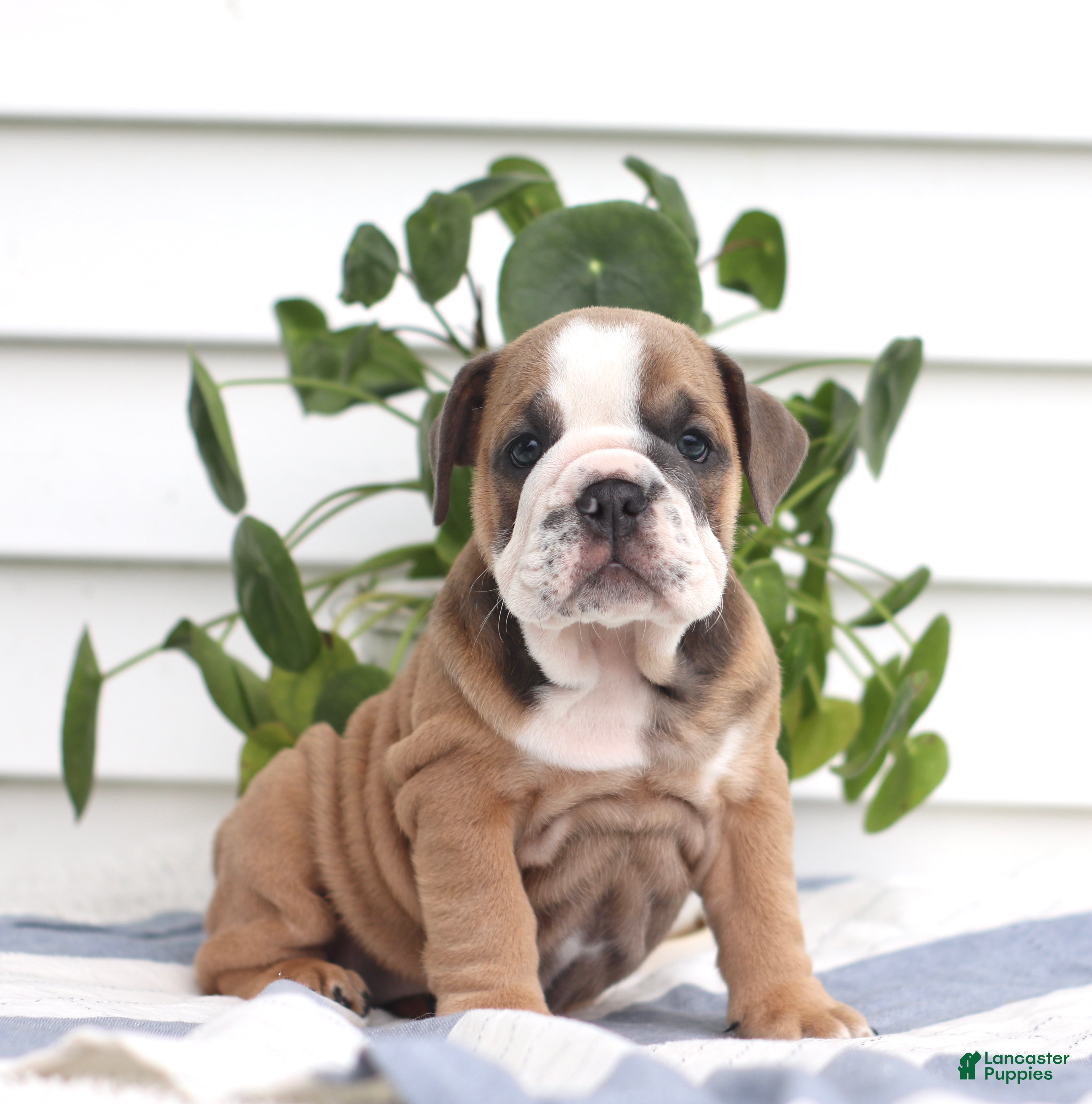 English Bulldog dogs Carla - Ad 1