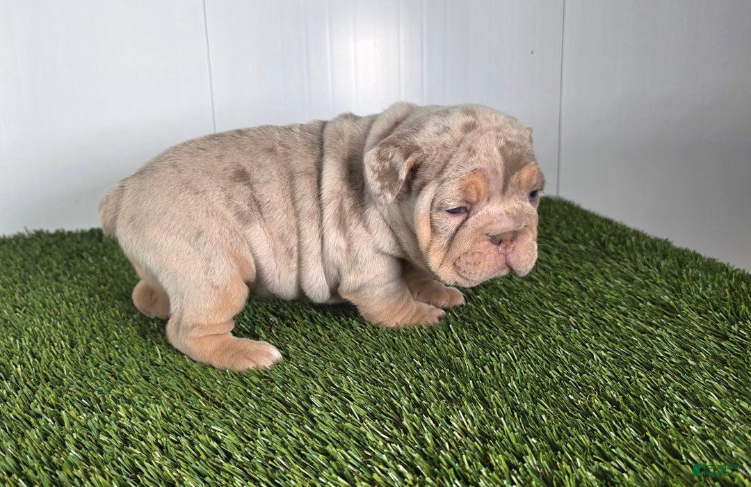 Olde English Bulldogge dogs for sale: Stella - Ad 6
