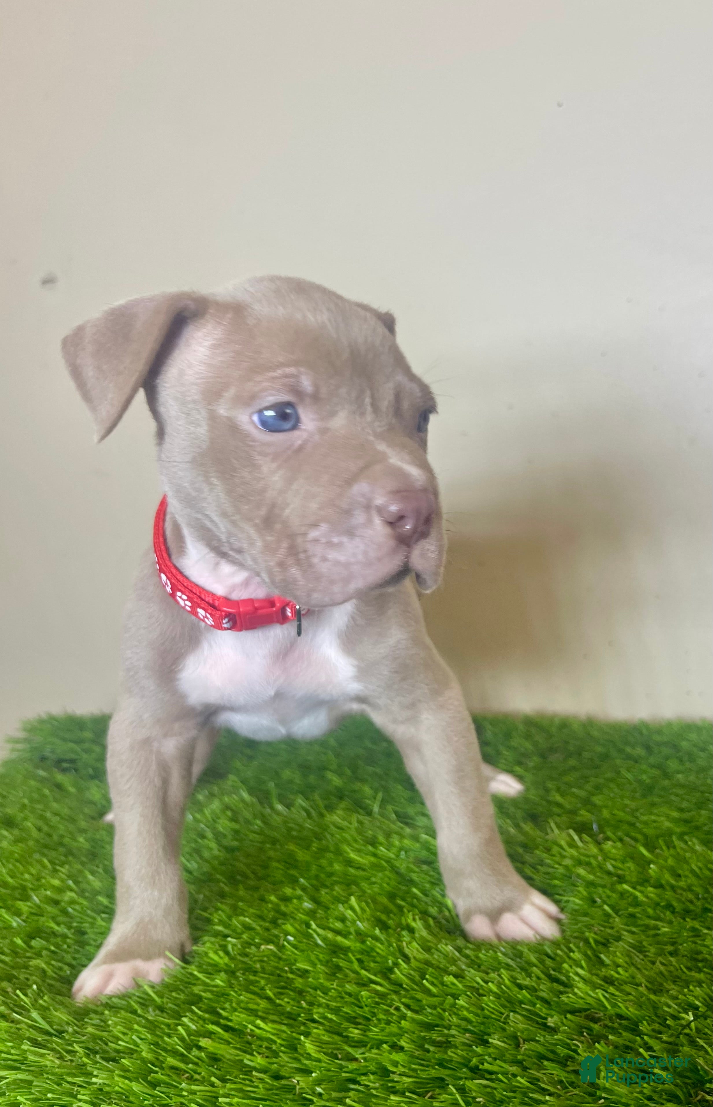 American Bully dogs American Bully Male 2 - Ad 33