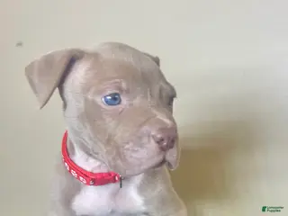 American Bully dogs American Bully Male 2 - Ad 33