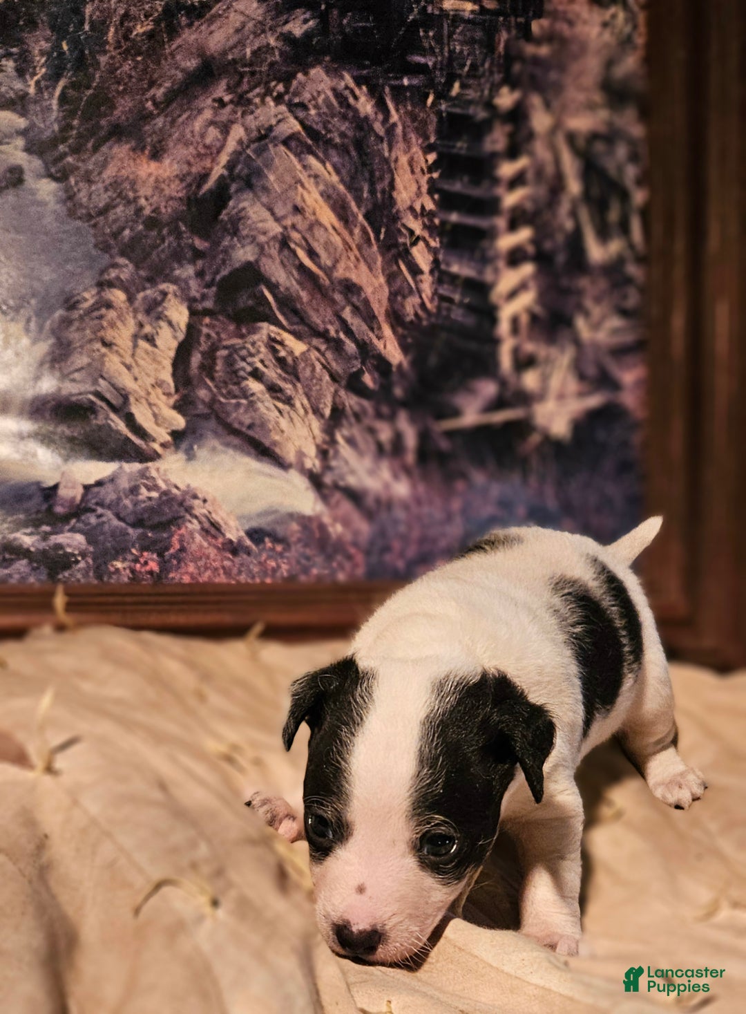 Border Collie dogs for sale: Rocky (Call-Text) - Ad 6